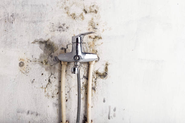 Mold Testing and Removal in University, FL