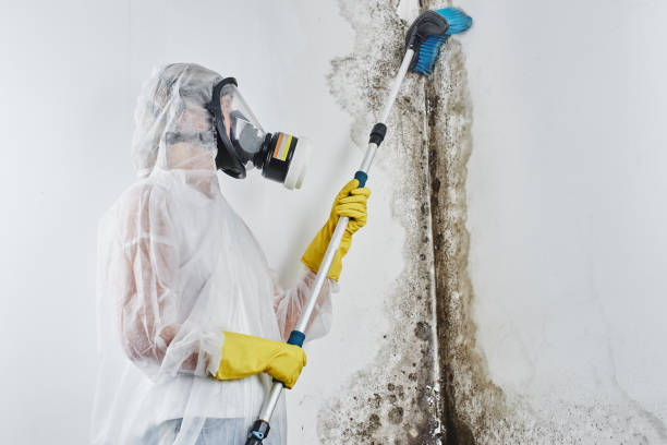 Best Toxic Mold Removal  in University, FL