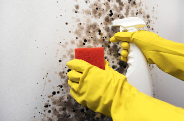 Best Black Mold Removal  in University, FL