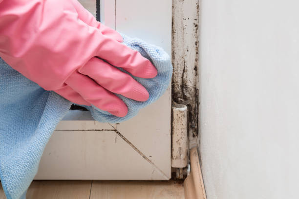 Best Crawl Space Mold Removal  in University, FL