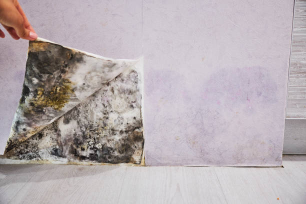 Best Mold Testing  in University, FL